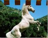 white horse, wallhanging