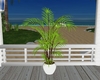 Beach Plant