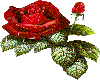 (G) Single red rose