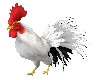 ! !Anim8d White Rooster