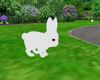 !RRB! Bunny