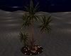 palms night désert