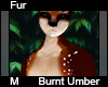 Burnt Umber Fur M