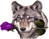 Wolf Purple Rose