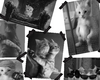 Silly cats