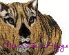 ML~Bengal Cat