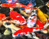 Koi