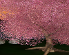 ♞Sakura Tree