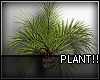 A- Palm Plants 