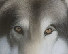 stickers/wolf eyes