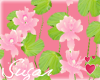 Pink Lotus Plant