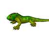 Iguana