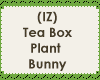 Tea Box Plant Bunny