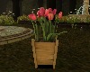 Plant  Tulips
