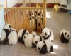 Panda Cubs Everywhere!