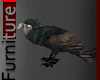 Dark Sinister Parrot