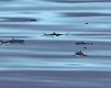 SWIMMING SHARKS