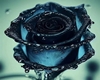 Island of Blue Rose Home