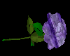 [DR]purple L/D rose
