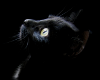 .V. Black Cat Poster