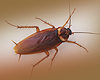 N! cockroach  Animated