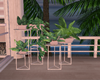 Romantic Indoor Plants