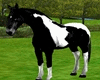 Farm Romantic Horse