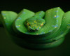 Green Snakeee