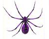 purple/black wall spider