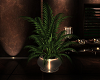 BELVEDERE POTTED PLANT