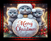 🎄 Xmas Kittens BG