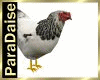 PD]Animated Farm Chicken