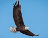 Eagle realistic animated