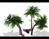 Palm hammock