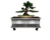 bonsai tree and cabinet