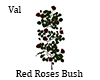 Red Roses Bush Valentine