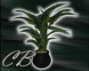 >CB< PM Plant1