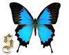 0102  Butterfly 1