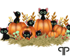 🤍P Cat Pumpkins