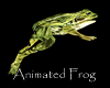 Animated Frog