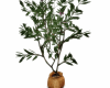 Little Plant Tree
