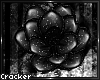! c: | .flowering.black.