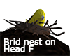 ::Bird nest on head F