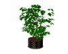 Club Potted Plant