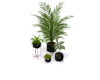 Holographic Vibez Plant