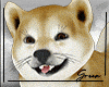 Shiba Inu Pet Dog