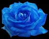 The Blue Rose Club