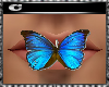 CcC butterfly