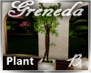 *B* Greneda Bamboo Plant