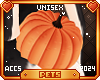 [Pets] Jackie | pumpkin